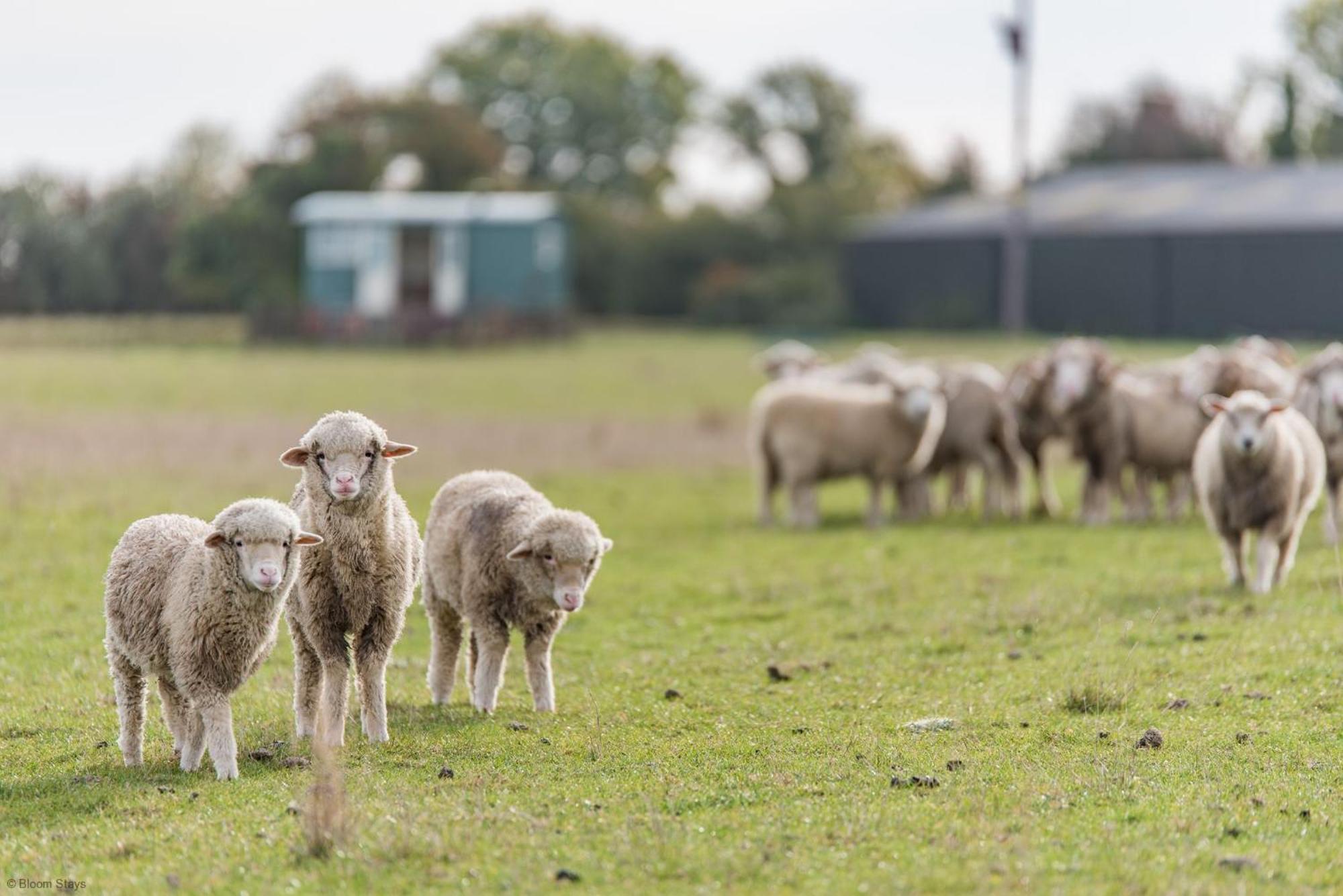 Romney Marsh Huts By Bloom Stays Ashford  Extérieur photo